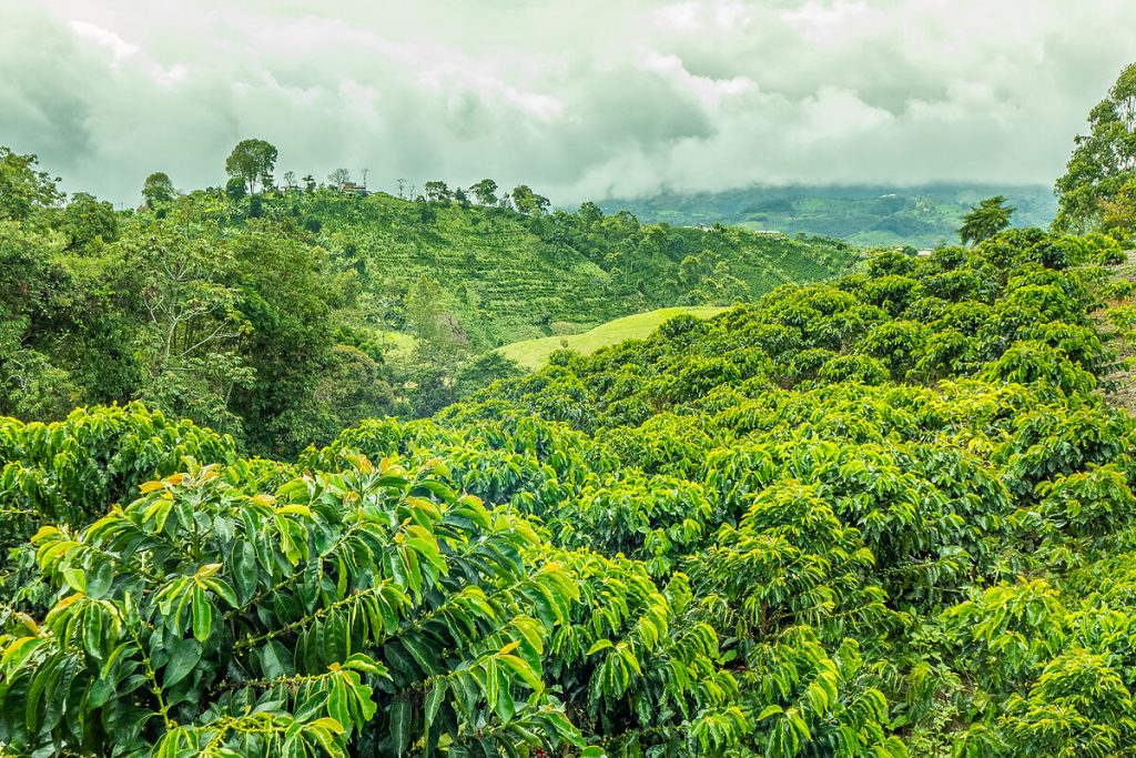 El cambio climático aumentará la producción de café colombiano