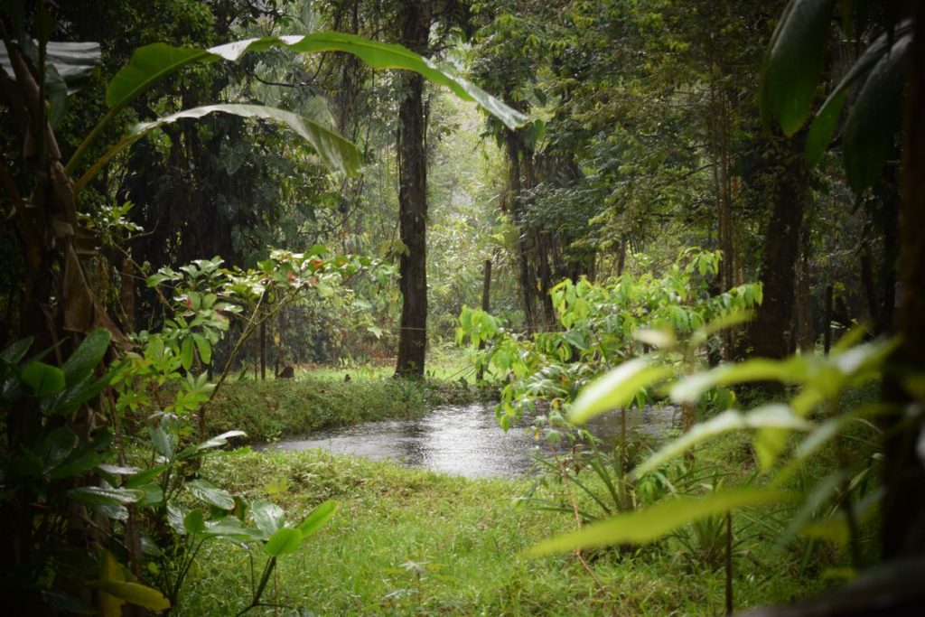 Para ayudar al planeta, debemos ayudar a los protectores de los bosques |  Red de expertos |  Planeta futuro