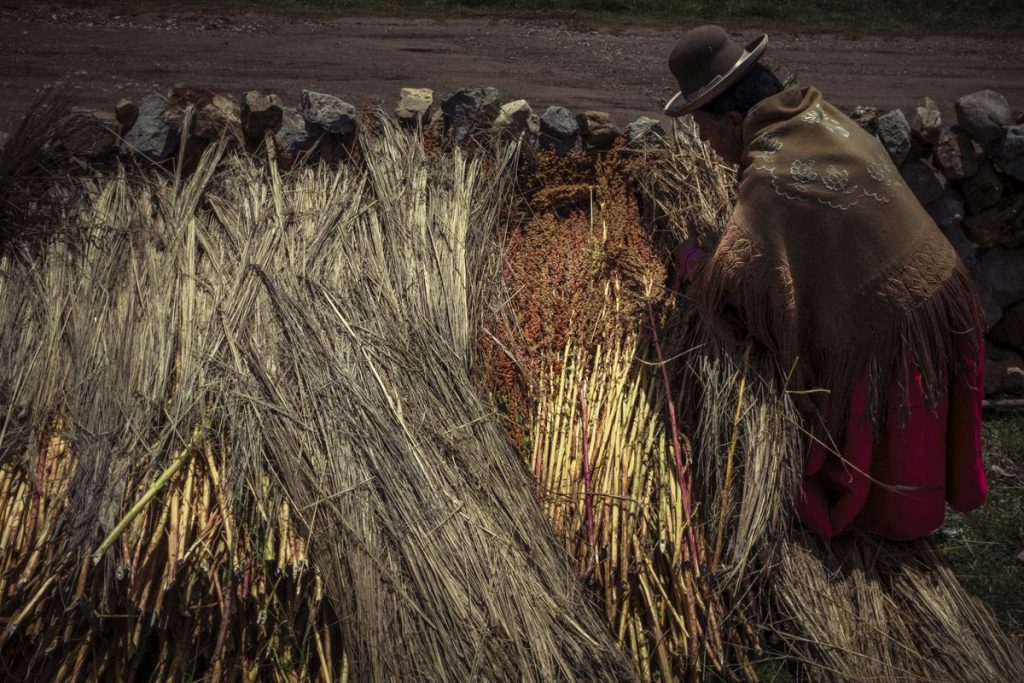 Al rescate de la quinua coloreada, los granos olvidados del Perú |  Planeta futuro