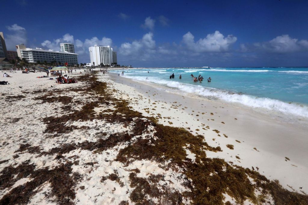 El sargazo llegará al Caribe mexicano en mayores cantidades que en 2018, según la Universidad del Sur de Florida.