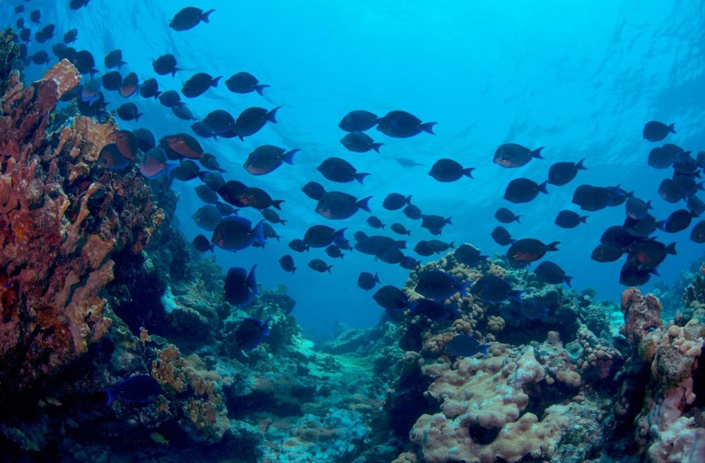 Oceana: La pesca ilegal pone bajo control los ecosistemas marinos más ricos de México