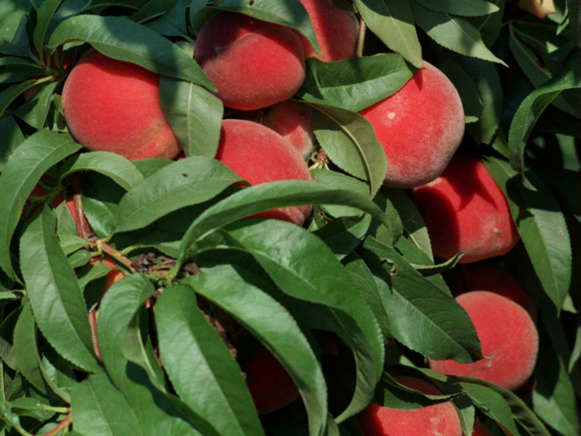 El árbol en un jardín es un peligro si hay un perro./ KRTS FOOD STORY SLUGED PEAHCES KRT PHOTOGR.