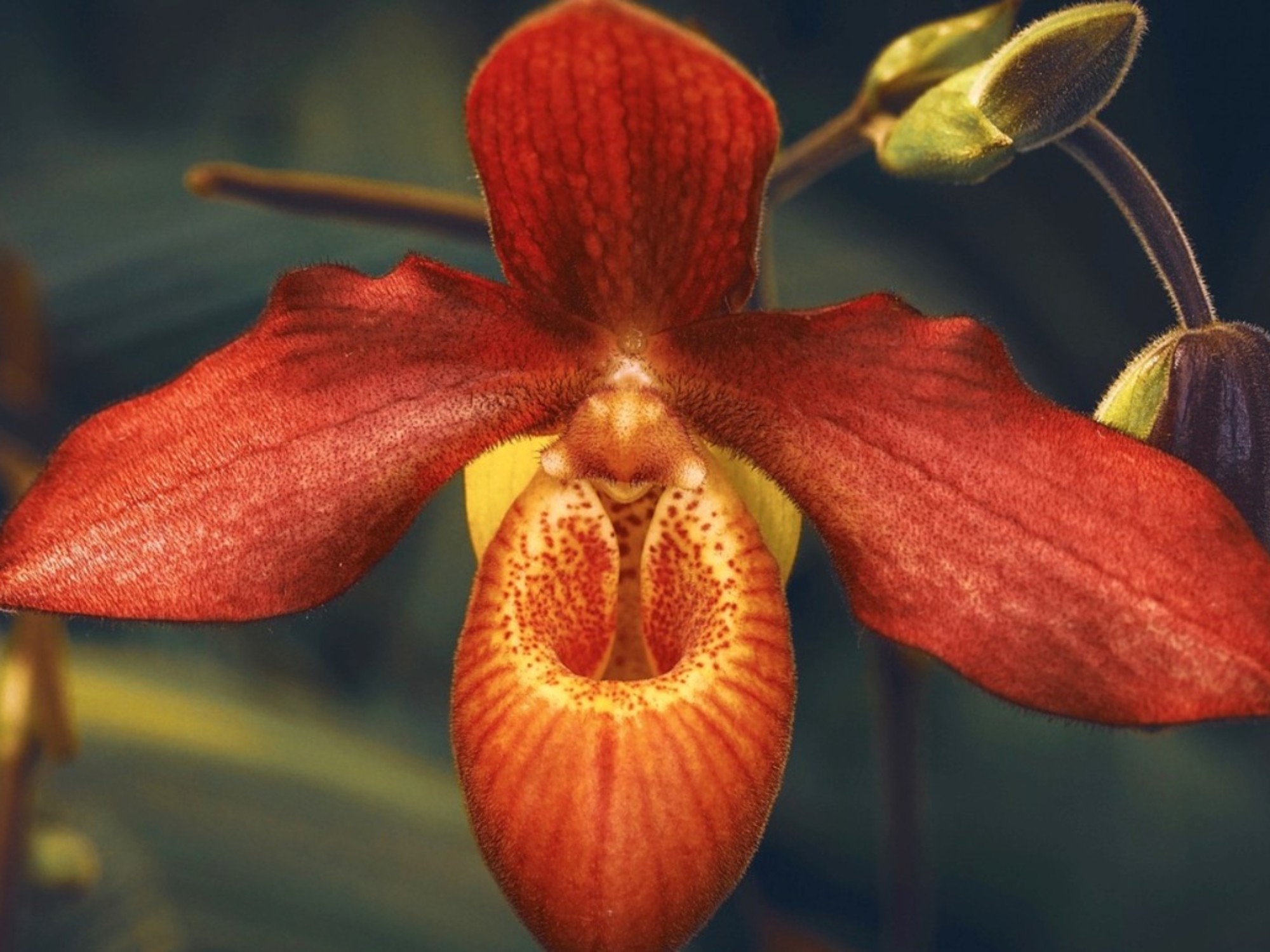 orquídeas;  las especies más lindas